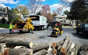 Professional Tree Care in Alameda, CA