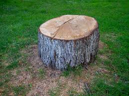 Best Tree Removal  in Alameda, CA