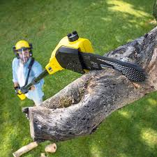 Best Arborist Consultation Services  in Alameda, CA