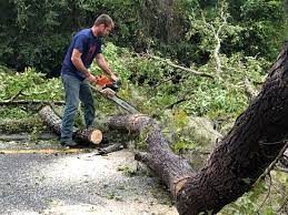 Best Tree and Shrub Care  in Alameda, CA