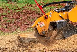 Best Tree Preservation Services  in Alameda, CA