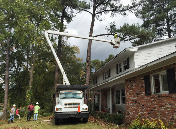 Best Tree Disease Treatment  in Alameda, CA