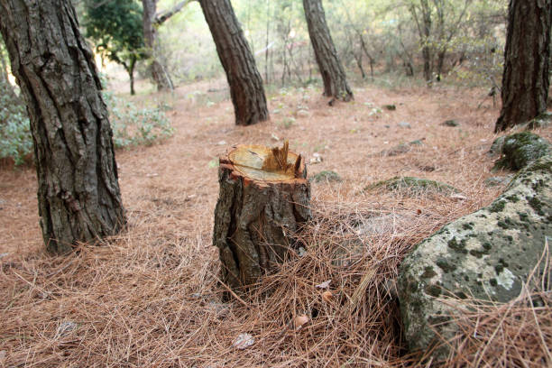 How Our Tree Care Process Works  in  Alameda, CA