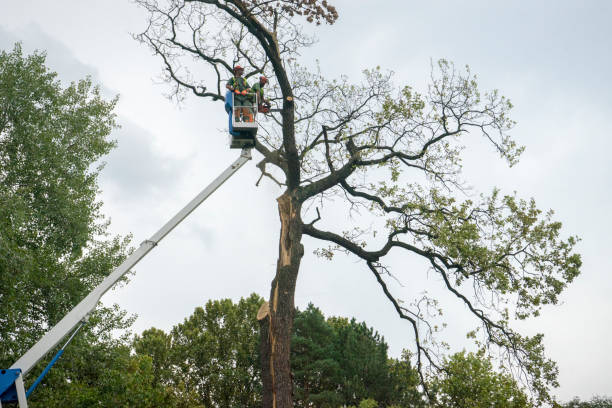 Best Tree Cabling and Bracing  in Alameda, CA