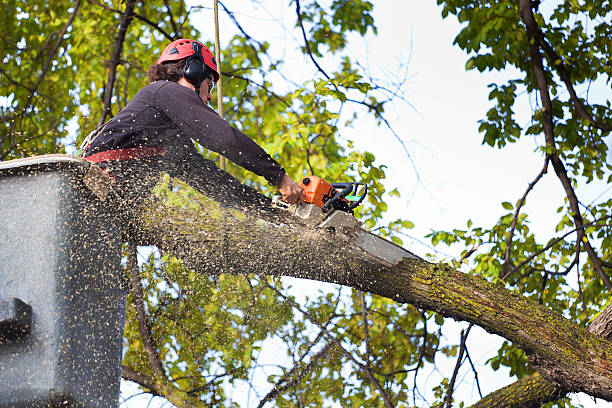 Best Leaf Removal  in Alameda, CA