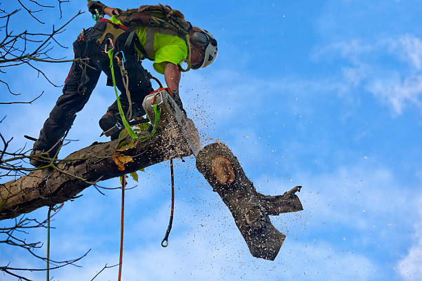 Best Stump Grinding and Removal  in Alameda, CA