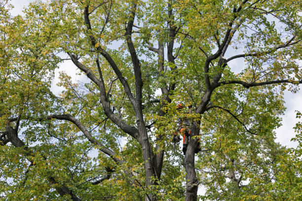 Alameda, CA Tree Care Company